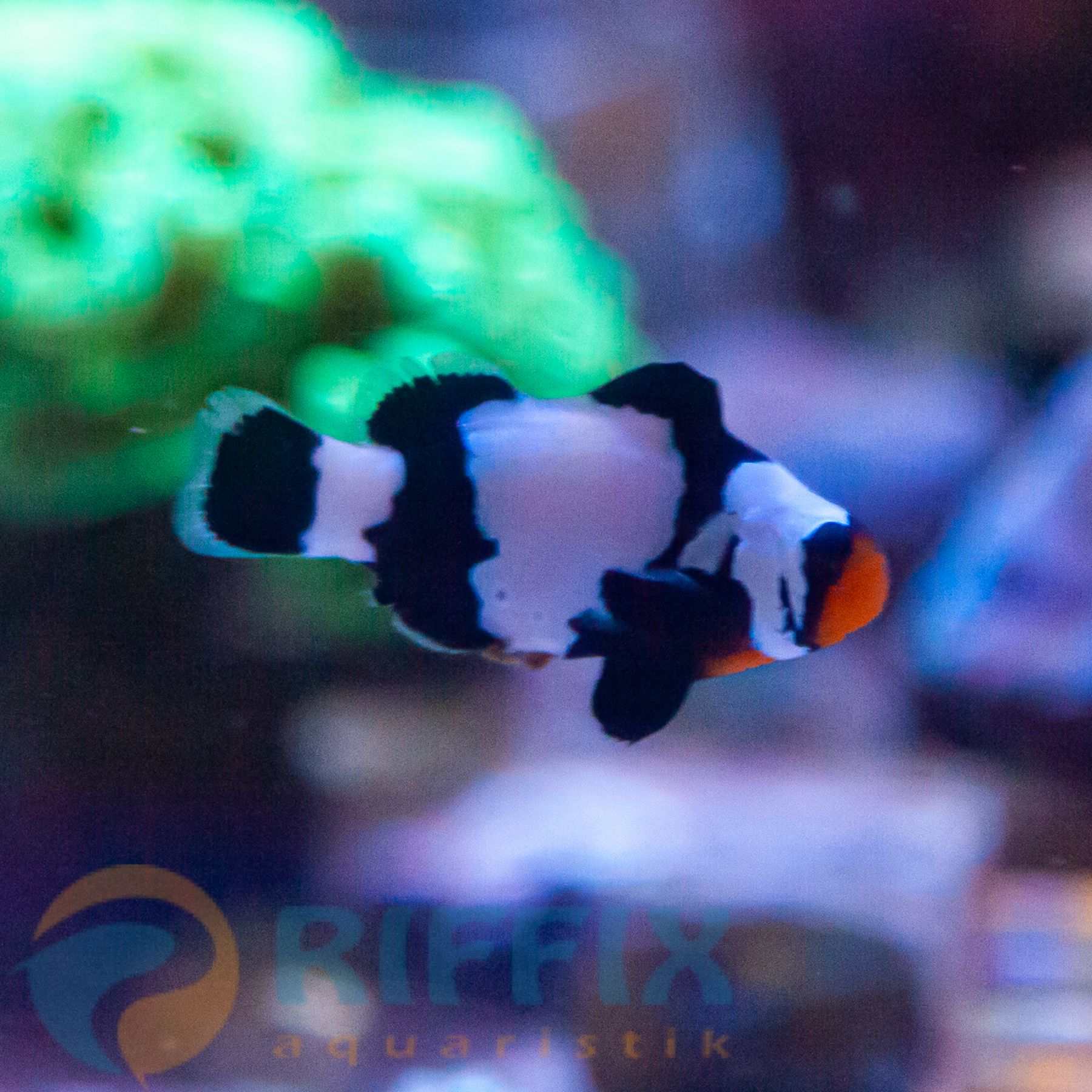 Amphiprion ocellaris black snowflake Premium - Nachzucht